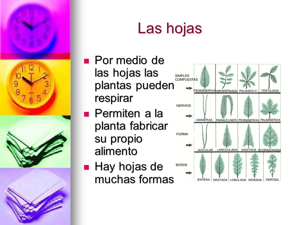 Las hojas Por medio de las hojas las plantas pueden respirar