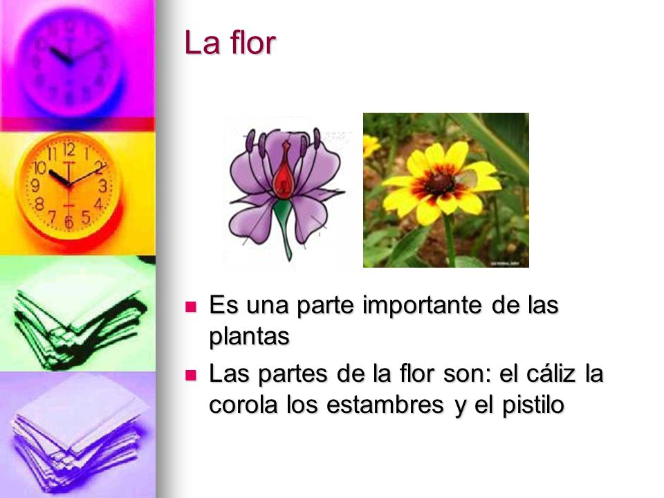 La flor Es una parte importante de las plantas