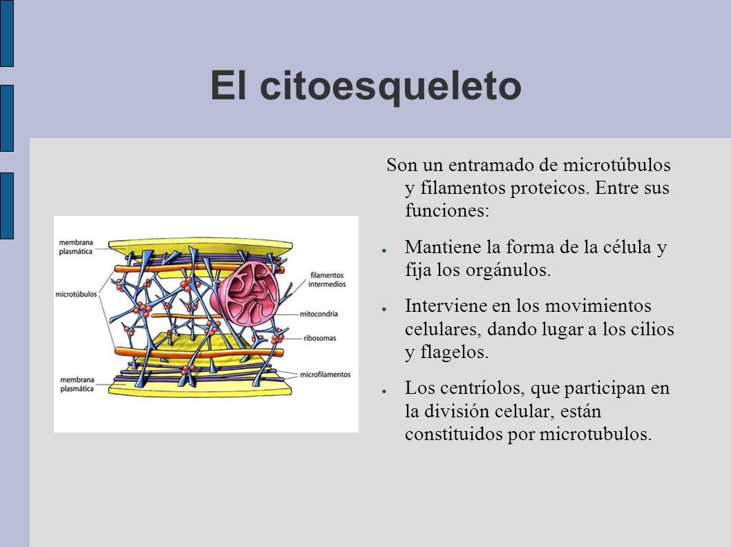 El citoesqueleto Son un entramado de microtúbulos y filamentos proteicos. Entre sus funciones: