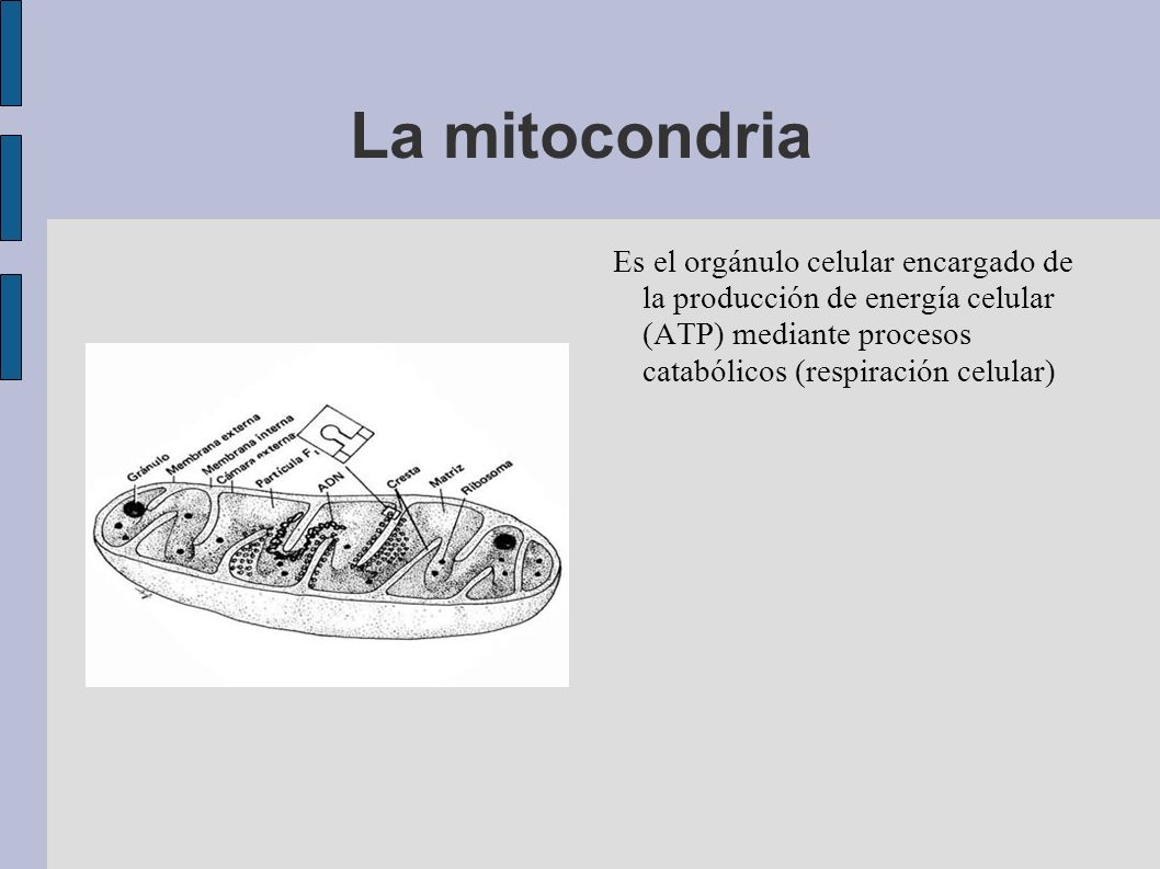 La mitocondria Es el orgánulo celular encargado de la producción de energía celular (ATP) mediante procesos catabólicos (respiración celular)