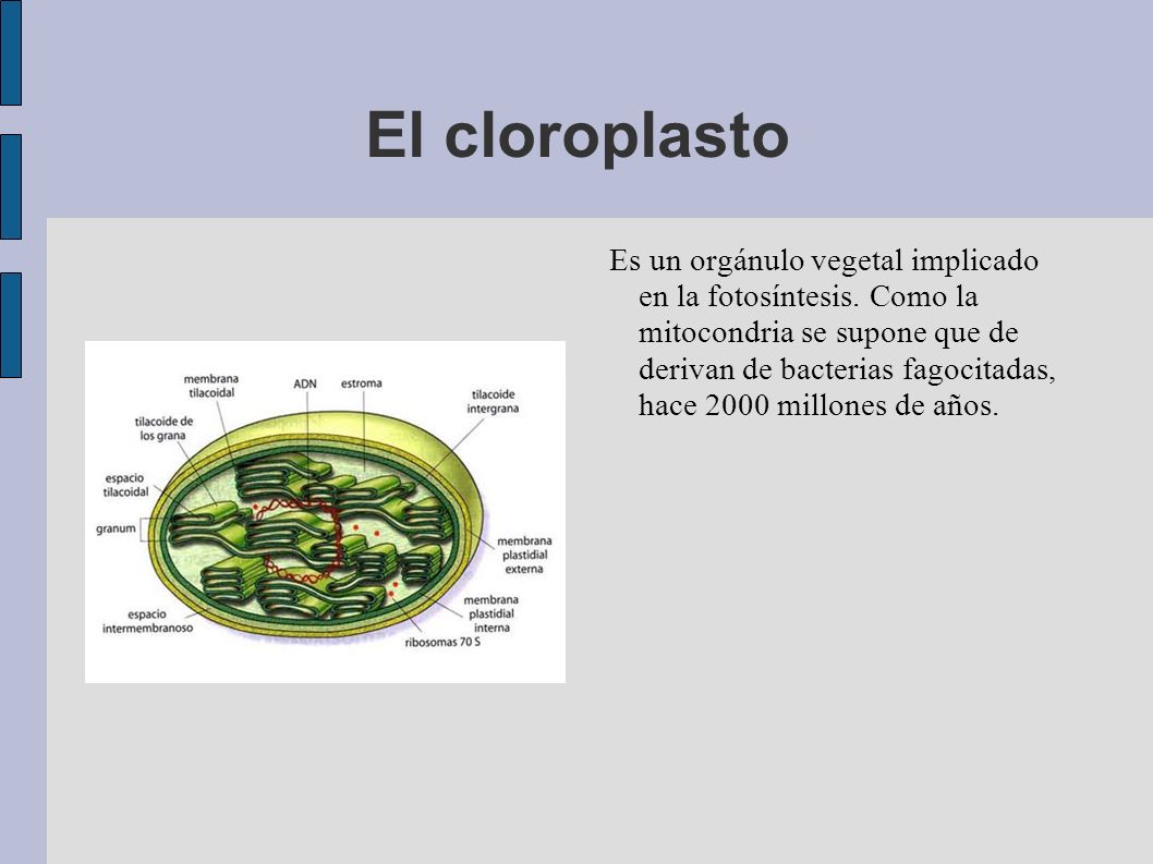 El cloroplasto