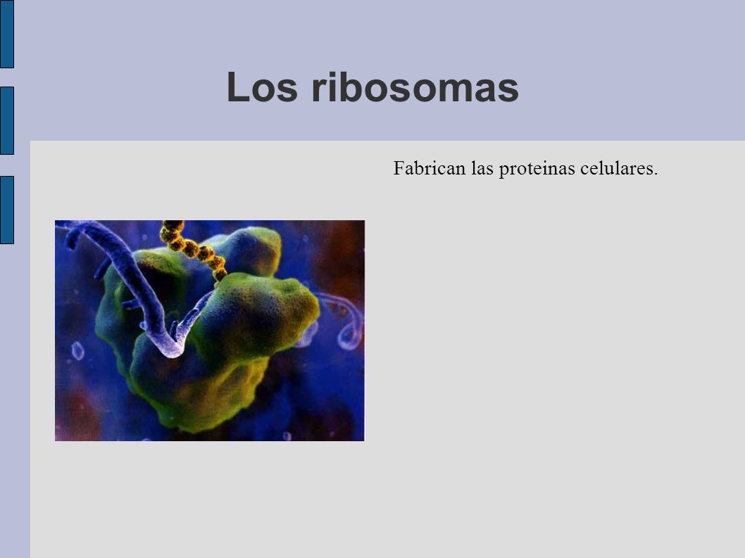 Los ribosomas Fabrican las proteinas celulares.