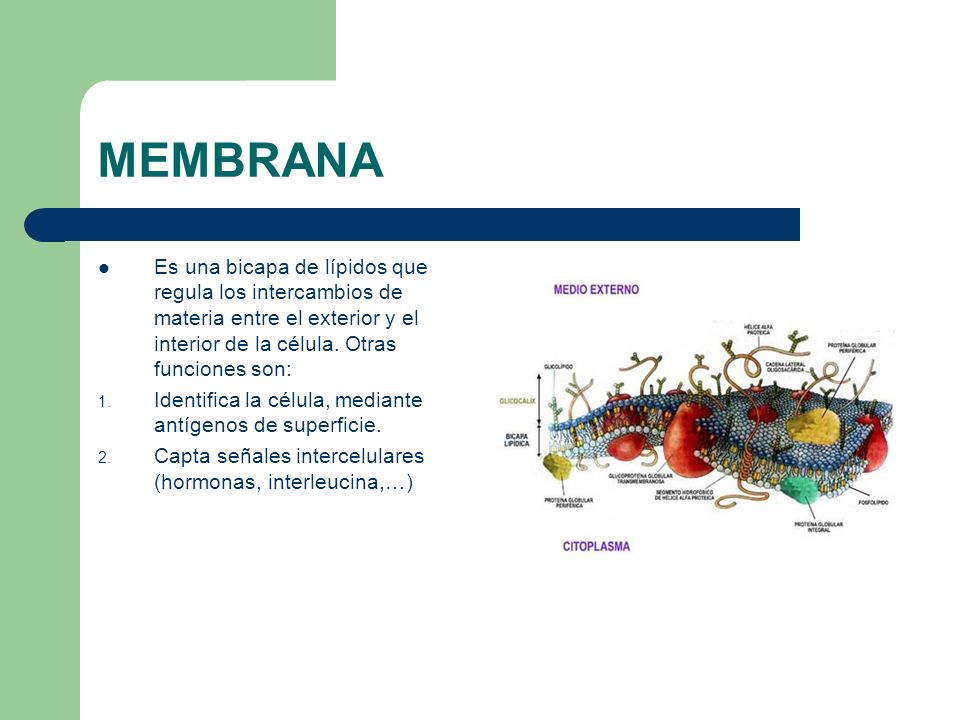 MEMBRANA Es una bicapa de lípidos que regula los intercambios de materia entre el exterior y el interior de la célula. Otras funciones son: