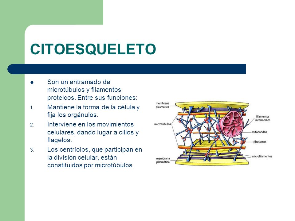 CITOESQUELETO Son un entramado de microtúbulos y filamentos proteicos. Entre sus funciones: Mantiene la forma de la célula y fija los orgánulos.