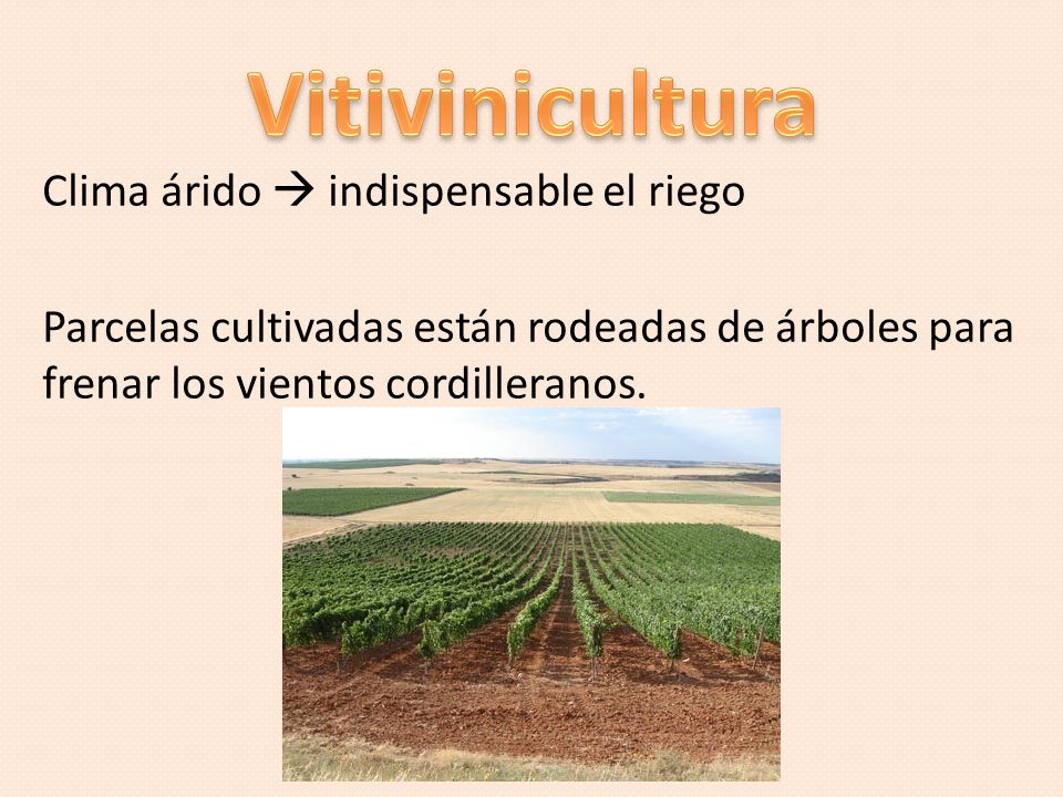 Vitivinicultura Clima árido  indispensable el riego Parcelas cultivadas están rodeadas de árboles para frenar los vientos cordilleranos.
