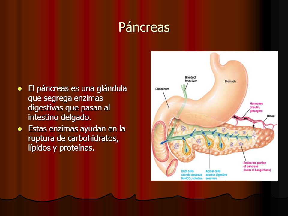 Páncreas El páncreas es una glándula que segrega enzimas digestivas que pasan al intestino delgado.