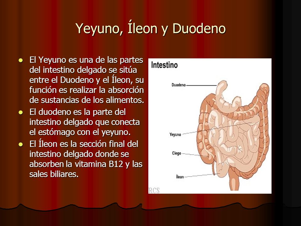 Yeyuno, Íleon y Duodeno