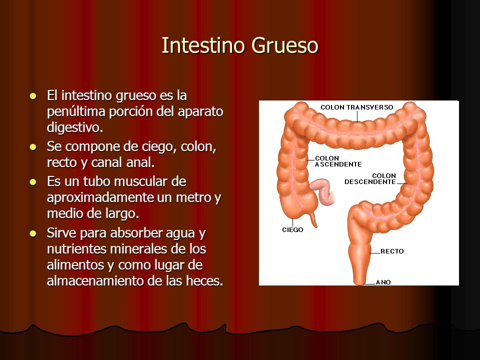 Intestino Grueso El intestino grueso es la penúltima porción del aparato digestivo. Se compone de ciego, colon, recto y canal anal.