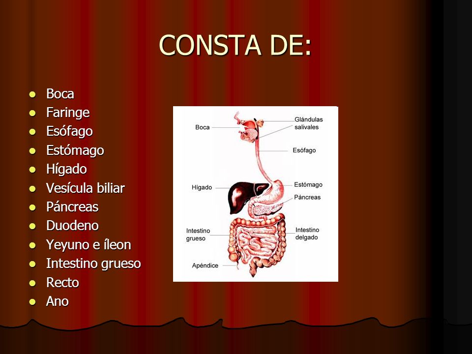 CONSTA DE: Boca Faringe Esófago Estómago Hígado Vesícula biliar