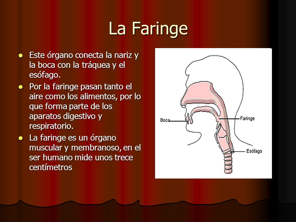La Faringe Este órgano conecta la nariz y la boca con la tráquea y el esófago.