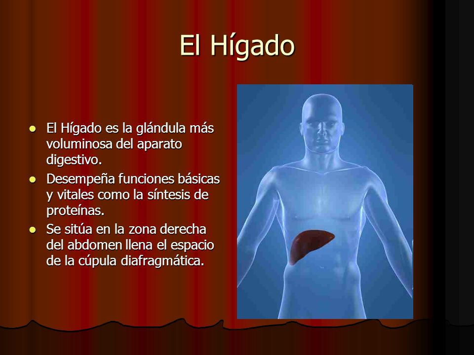 El Hígado El Hígado es la glándula más voluminosa del aparato digestivo. Desempeña funciones básicas y vitales como la síntesis de proteínas.