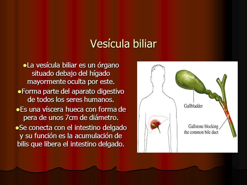 Vesícula biliar La vesícula biliar es un órgano situado debajo del hígado mayormente oculta por este.