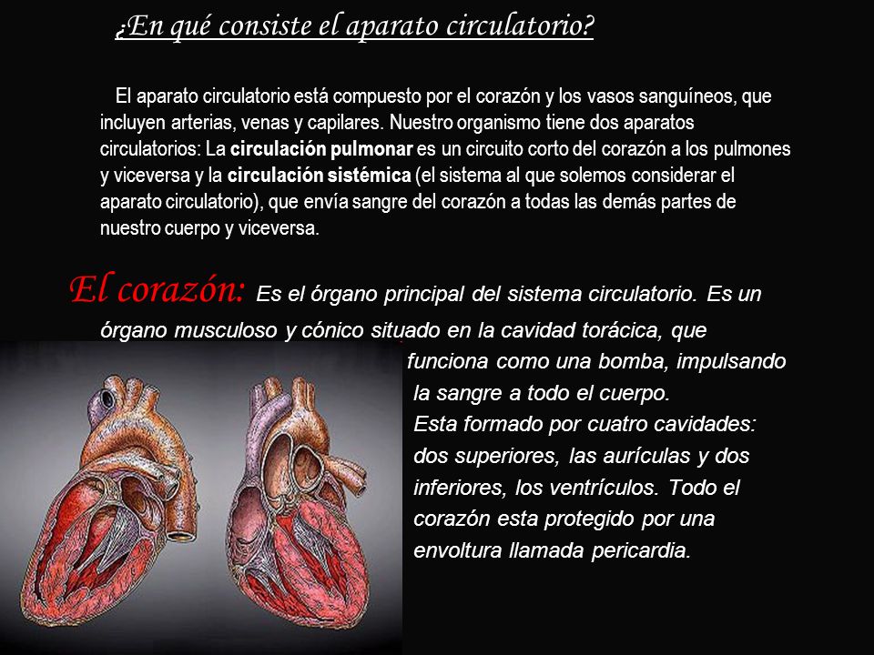 ¿En qué consiste el aparato circulatorio