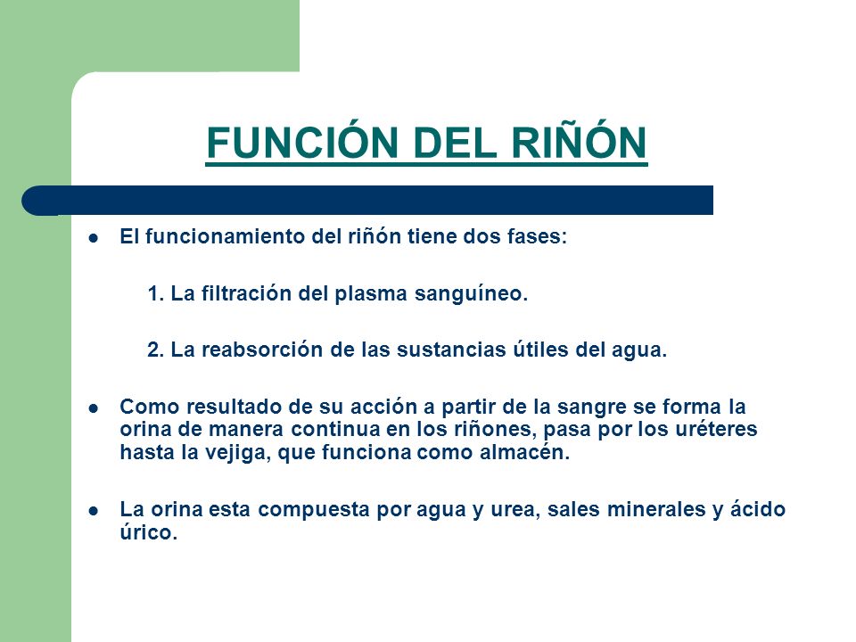 FUNCIÓN DEL RIÑÓN El funcionamiento del riñón tiene dos fases: