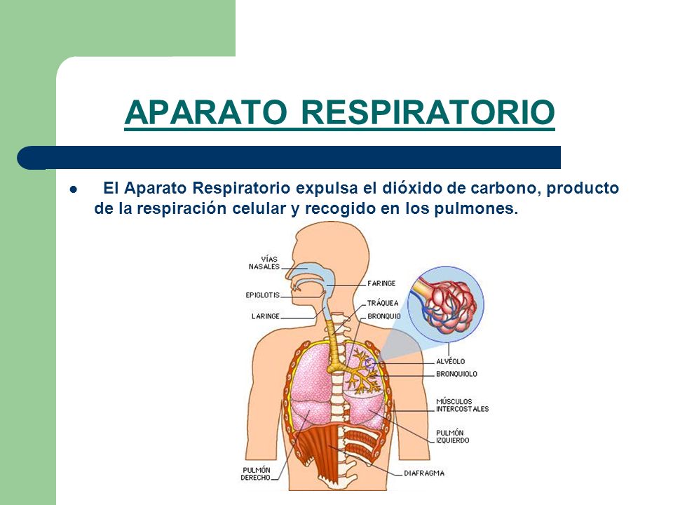 APARATO RESPIRATORIO El Aparato Respiratorio expulsa el dióxido de carbono, producto de la respiración celular y recogido en los pulmones.