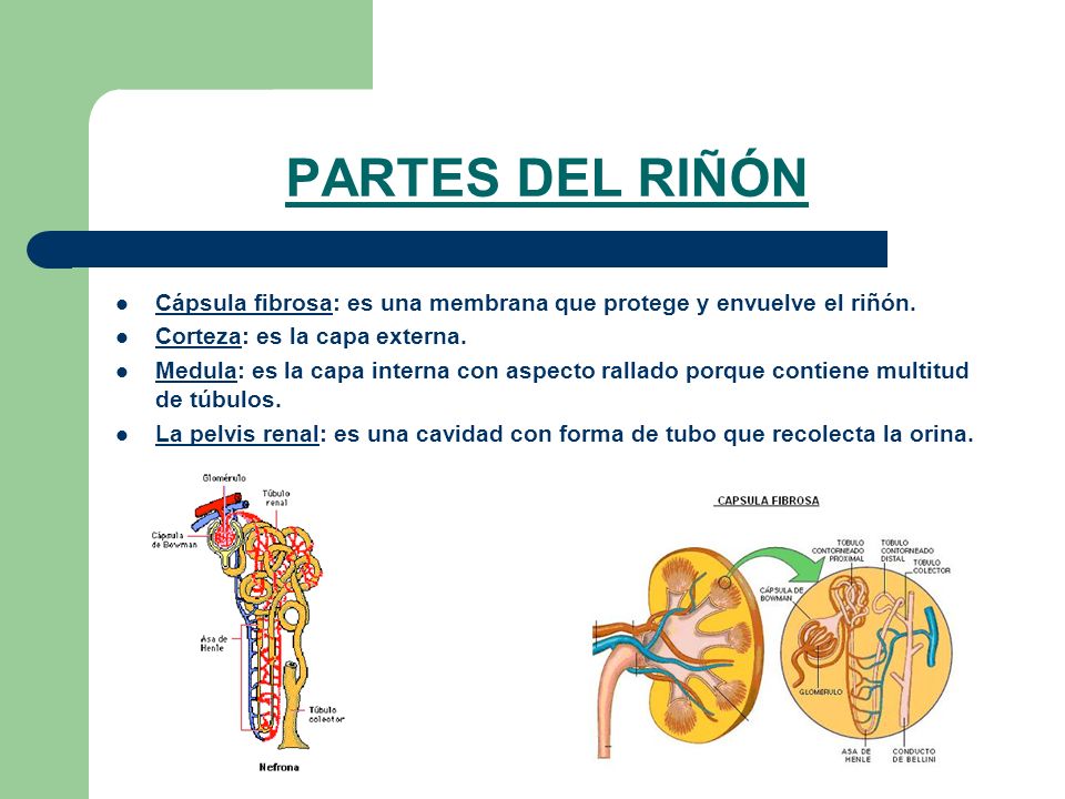 PARTES DEL RIÑÓN Cápsula fibrosa: es una membrana que protege y envuelve el riñón. Corteza: es la capa externa.