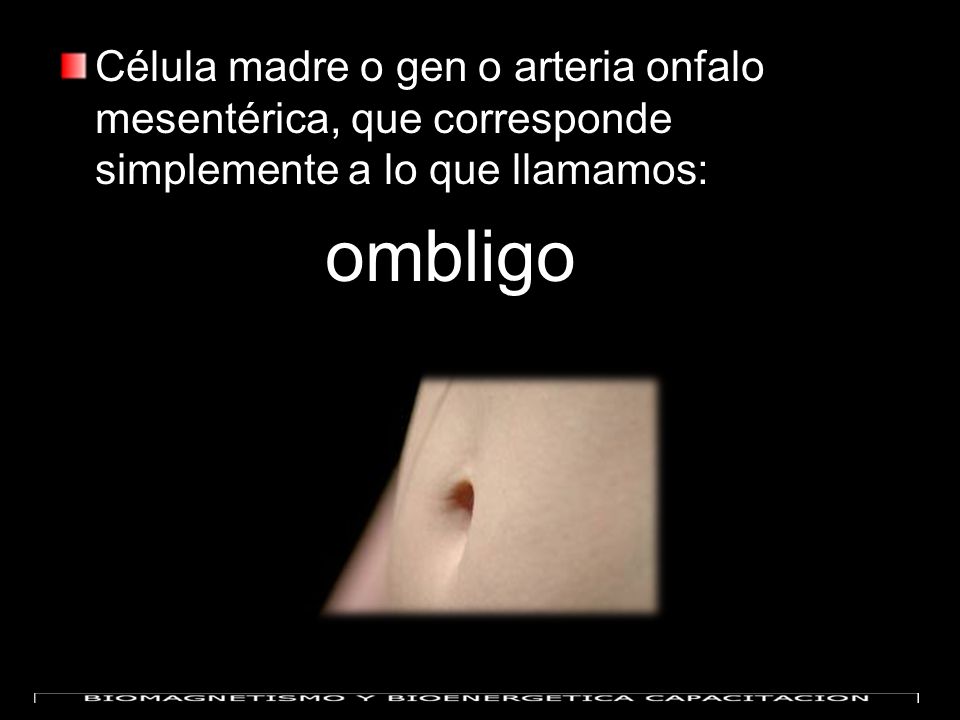 Célula madre o gen o arteria onfalo mesentérica, que corresponde simplemente a lo que llamamos: