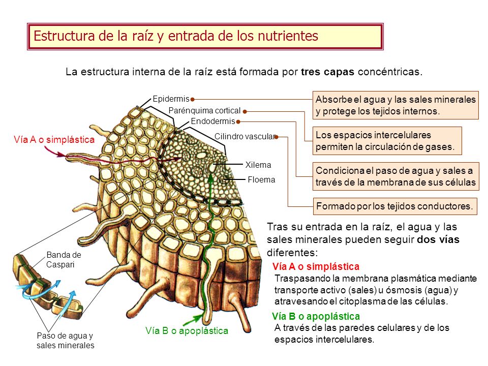 Estructura de la raíz y entrada de los nutrientes
