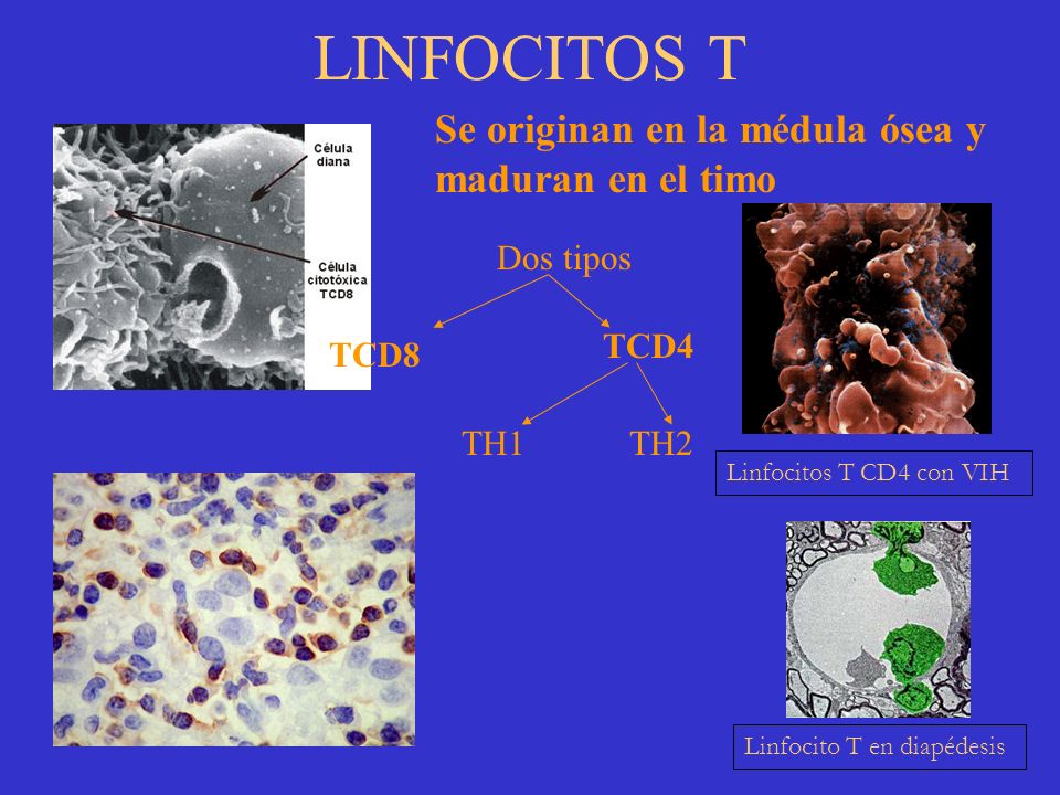 LINFOCITOS T Se originan en la médula ósea y maduran en el timo