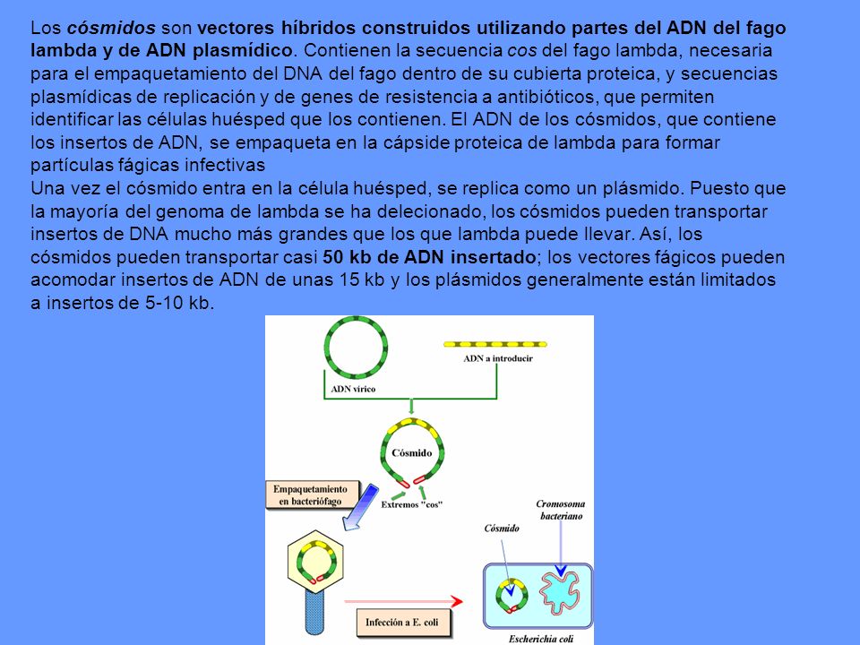 Los cósmidos son vectores híbridos construidos utilizando partes del ADN del fago lambda y de ADN plasmídico.