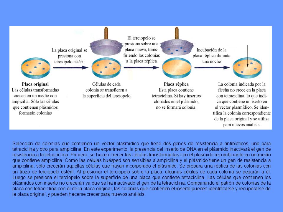 Selección de colonias que contienen un vector plasmídico que tiene dos genes de resistencia a antibióticos, uno para tetraciclina y otro para ampicilina.