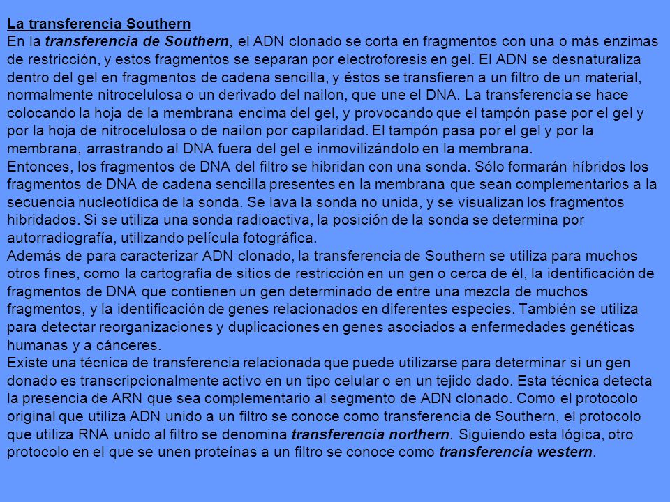 La transferencia Southern En la transferencia de Southern, el ADN clonado se corta en fragmentos con una o más enzimas de restricción, y estos fragmentos se separan por electroforesis en gel.