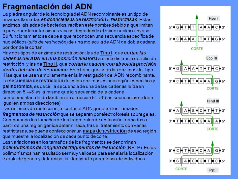 Fragmentación del ADN La piedra angular de la tecnología del ADN recombinante es un tipo de enzimas llamadas endonucleasas de restricción o restrictasas.