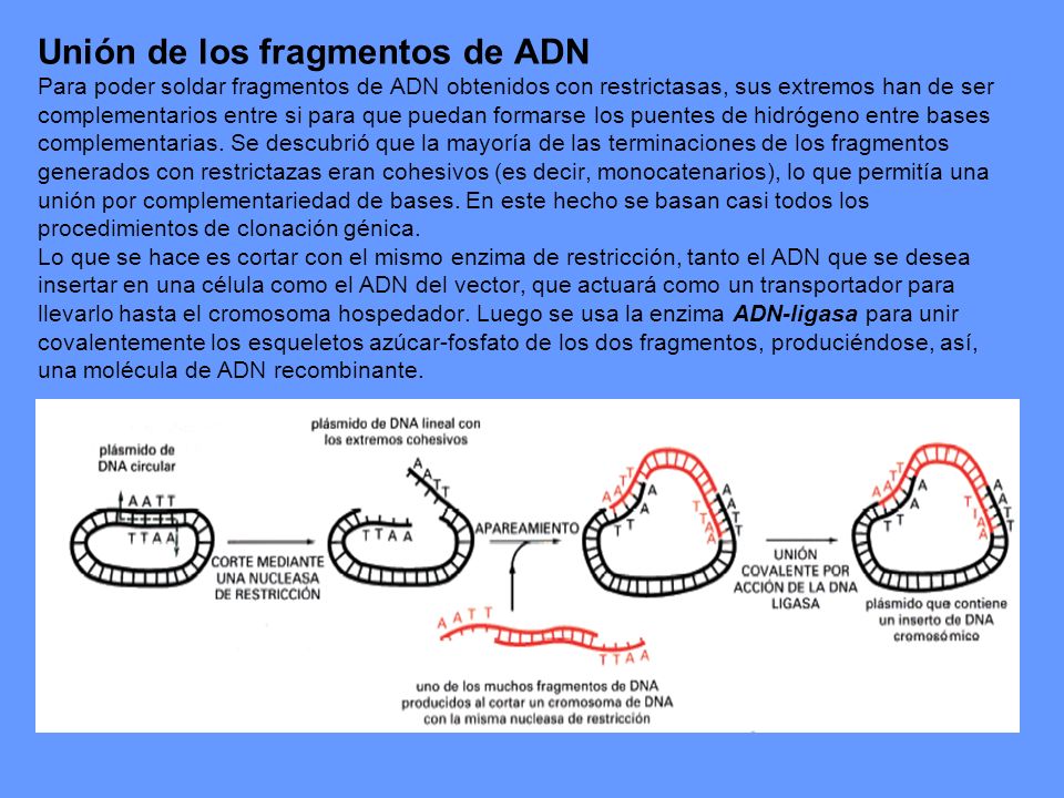 Unión de los fragmentos de ADN Para poder soldar fragmentos de ADN obtenidos con restrictasas, sus extremos han de ser complementarios entre si para que puedan formarse los puentes de hidrógeno entre bases complementarias.