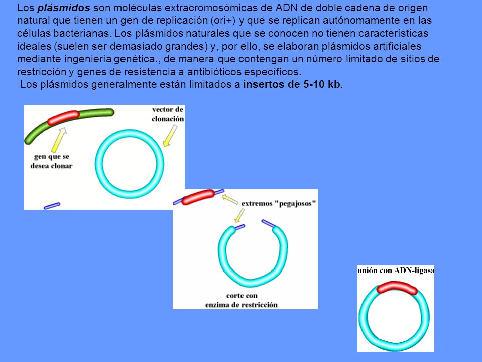 Los plásmidos son moléculas extracromosómicas de ADN de doble cadena de origen natural que tienen un gen de replicación (ori+) y que se replican autónomamente en las células bacterianas.
