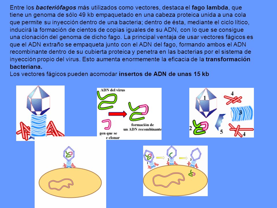 Entre los bacteriófagos más utilizados como vectores, destaca el fago lambda, que tiene un genoma de sólo 49 kb empaquetado en una cabeza proteica unida a una cola que permite su inyección dentro de una bacteria; dentro de ésta, mediante el ciclo lítico, inducirá la formación de cientos de copias iguales de su ADN, con lo que se consigue una clonación del genoma de dicho fago.
