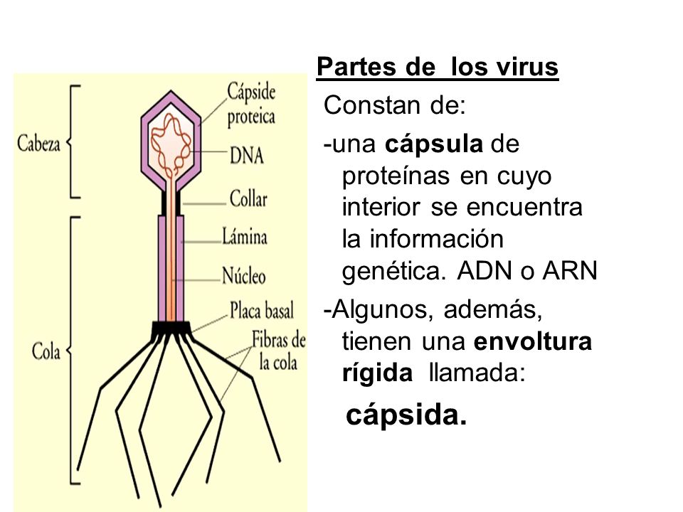 Partes de los virus Constan de: -una cápsula de proteínas en cuyo interior se encuentra la información genética. ADN o ARN.