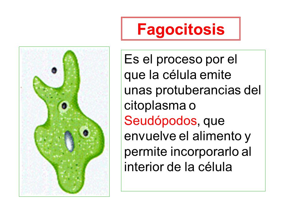 Fagocitosis Es el proceso por el que la célula emite unas protuberancias del citoplasma o. Seudópodos, que envuelve el alimento y.
