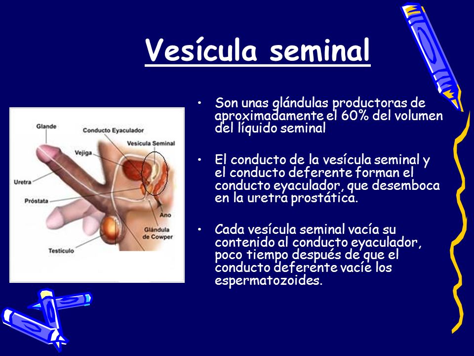 Vesícula seminal Son unas glándulas productoras de aproximadamente el 60% del volumen del líquido seminal.