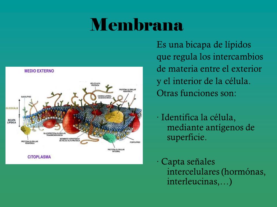 Membrana Es una bicapa de lípidos que regula los intercambios