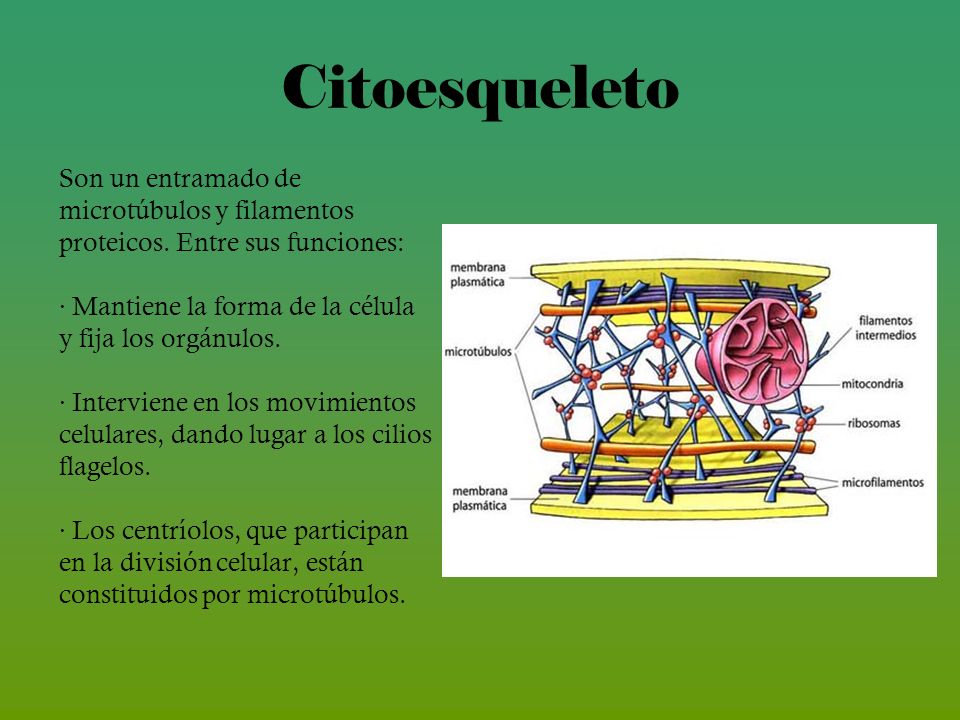 Citoesqueleto Son un entramado de microtúbulos y filamentos