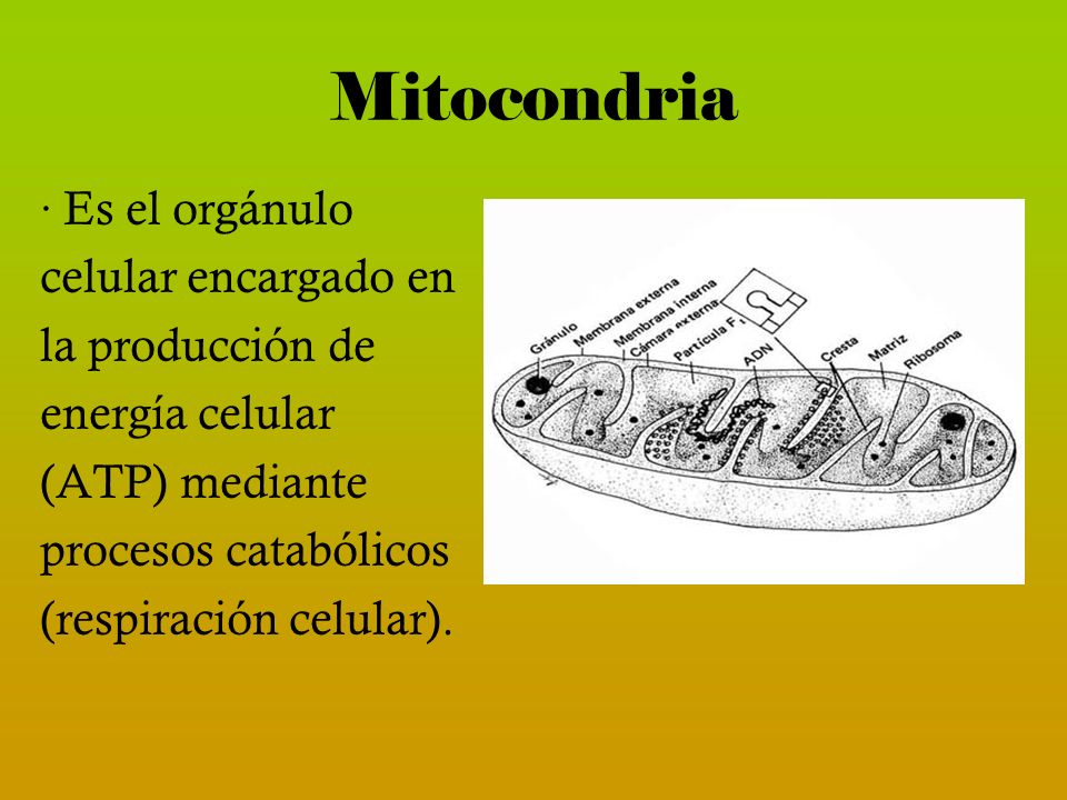 Mitocondria · Es el orgánulo celular encargado en la producción de