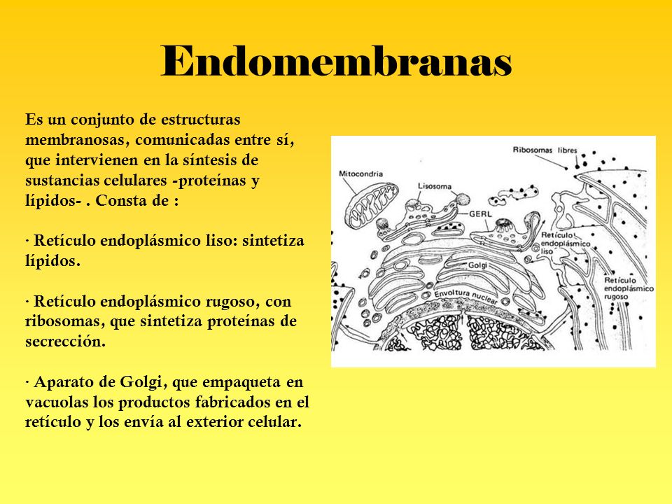 Endomembranas Es un conjunto de estructuras