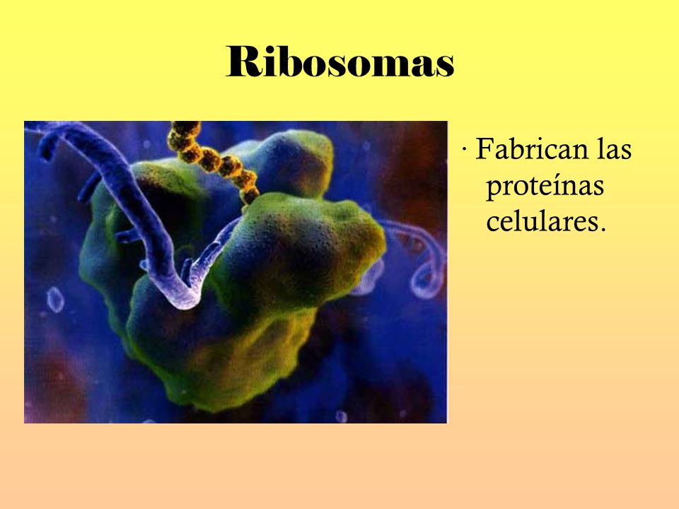 Ribosomas · Fabrican las proteínas celulares.