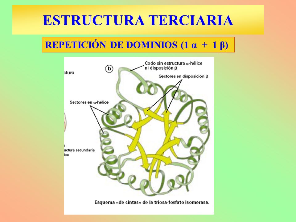 ESTRUCTURA TERCIARIA REPETICIÓN DE DOMINIOS (1 α + 1 β)