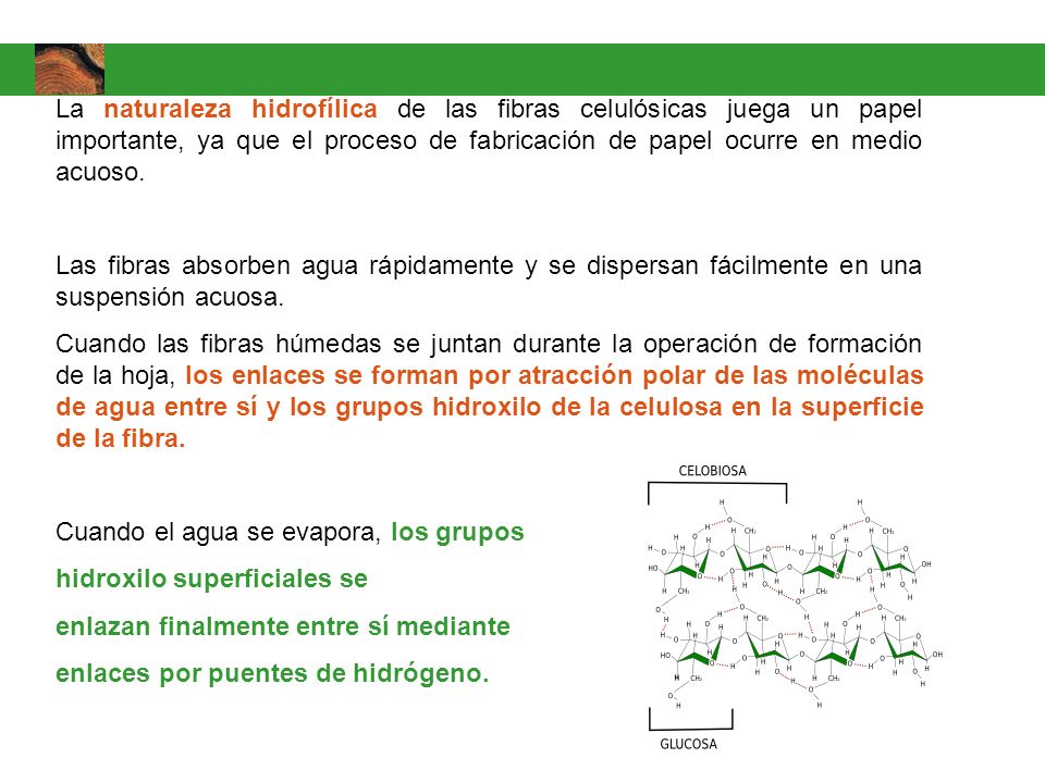 La naturaleza hidrofílica de las fibras celulósicas juega un papel importante, ya que el proceso de fabricación de papel ocurre en medio acuoso.