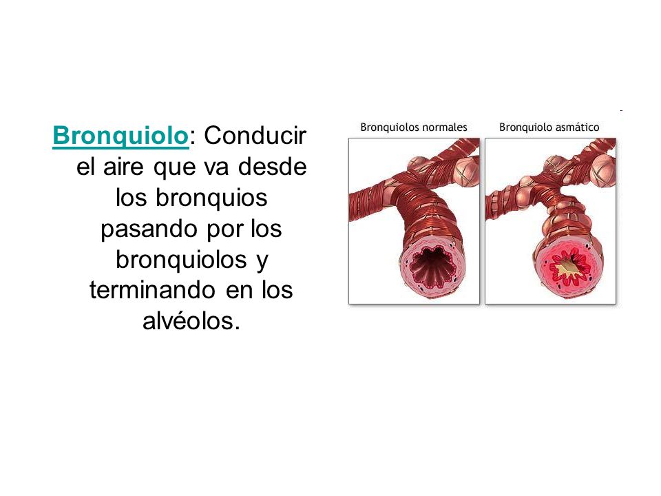 Bronquiolo: Conducir el aire que va desde los bronquios pasando por los bronquiolos y terminando en los alvéolos.