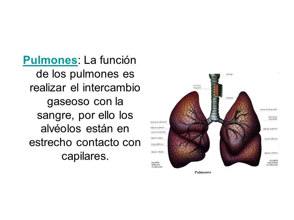 Pulmones: La función de los pulmones es realizar el intercambio gaseoso con la sangre, por ello los alvéolos están en estrecho contacto con capilares.