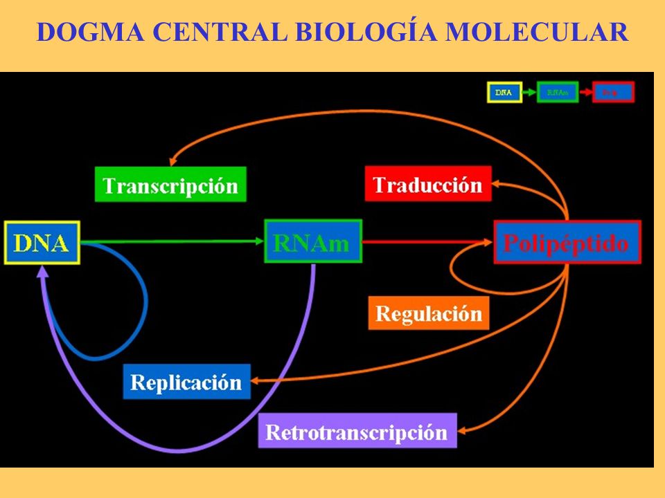 DOGMA CENTRAL BIOLOGÍA MOLECULAR