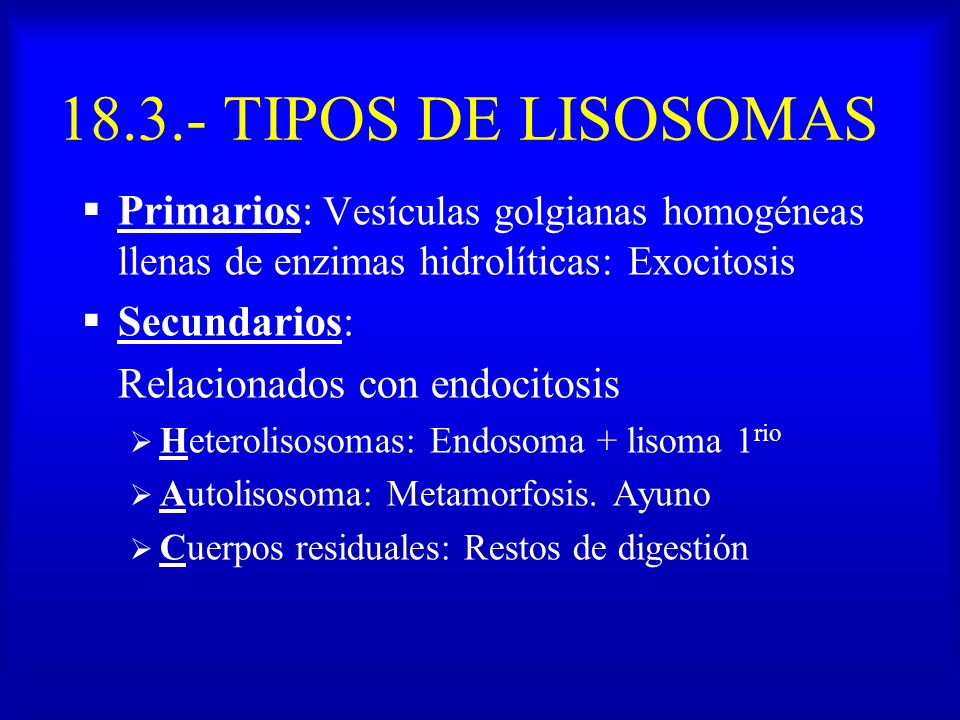 TIPOS DE LISOSOMAS Primarios: Vesículas golgianas homogéneas llenas de enzimas hidrolíticas: Exocitosis.