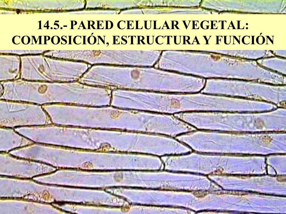 PARED CELULAR VEGETAL: COMPOSICIÓN, ESTRUCTURA Y FUNCIÓN