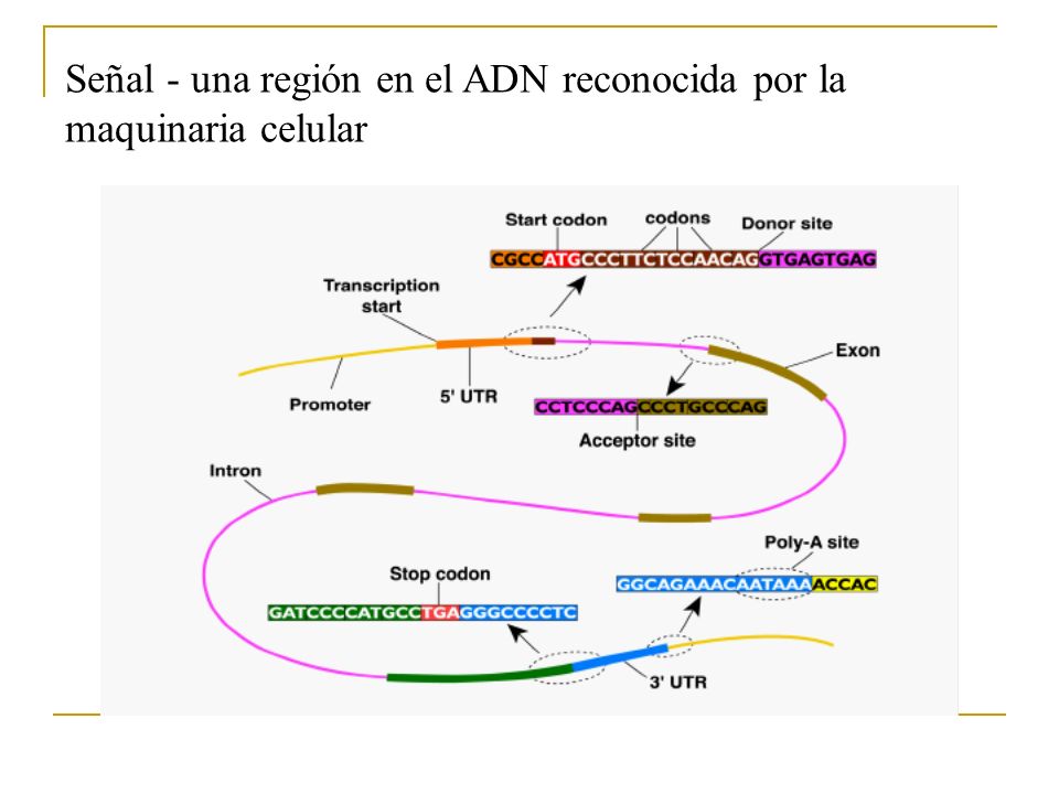 Señal - una región en el ADN reconocida por la maquinaria celular