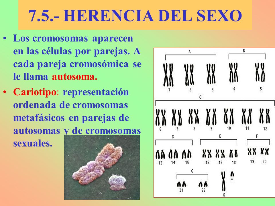 7.5.- HERENCIA DEL SEXO Los cromosomas aparecen en las células por parejas. A cada pareja cromosómica se le llama autosoma.