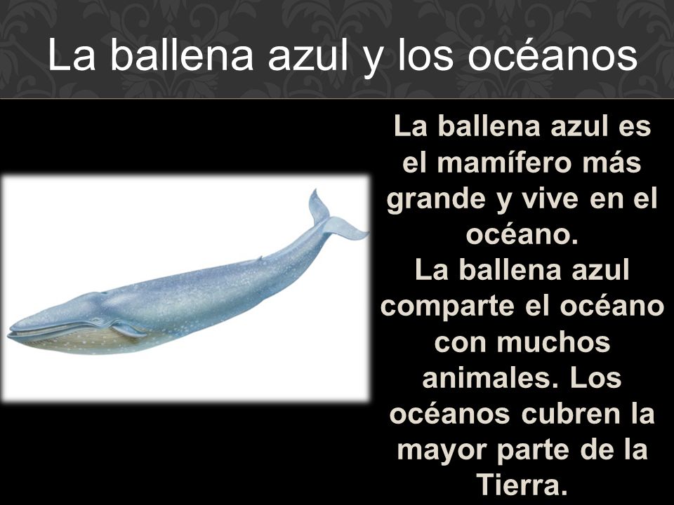 La ballena azul es el mamífero más grande y vive en el océano.