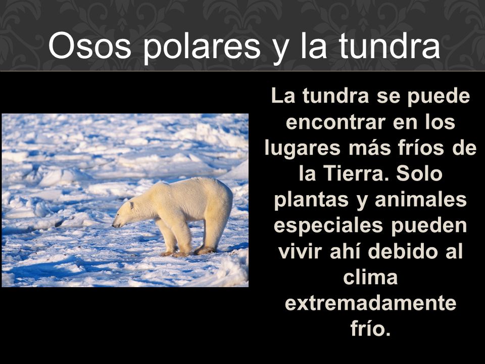Osos polares y la tundra