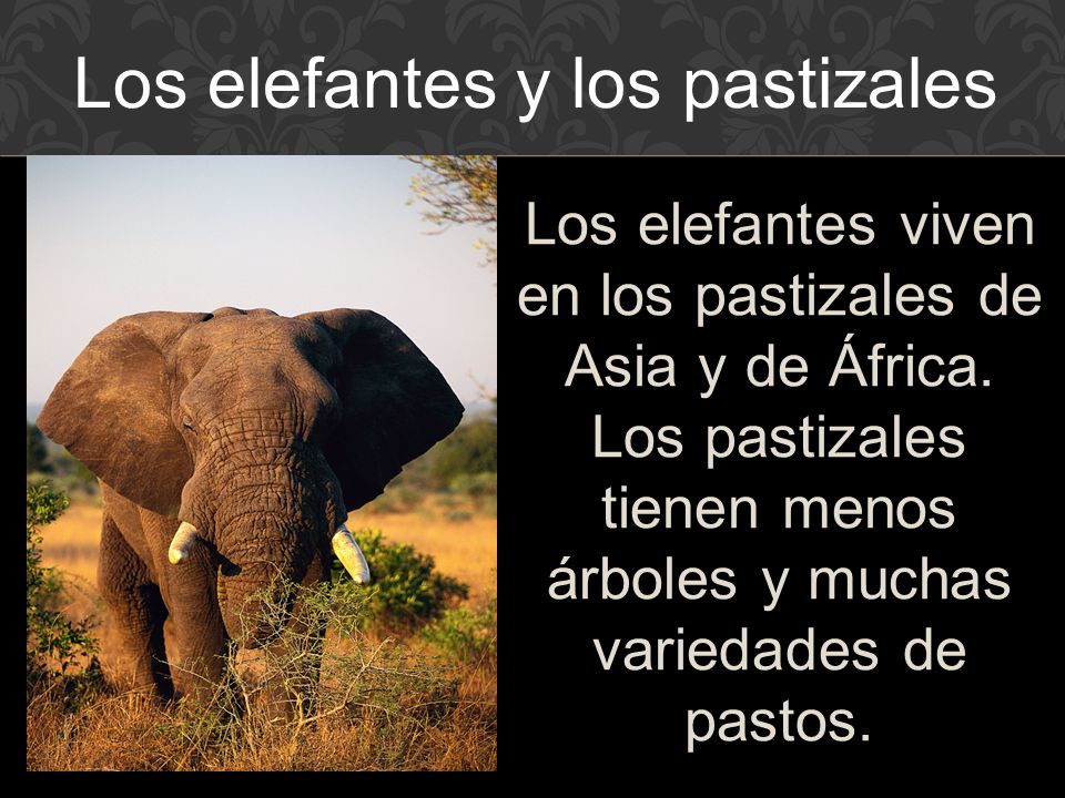 Los elefantes y los pastizales